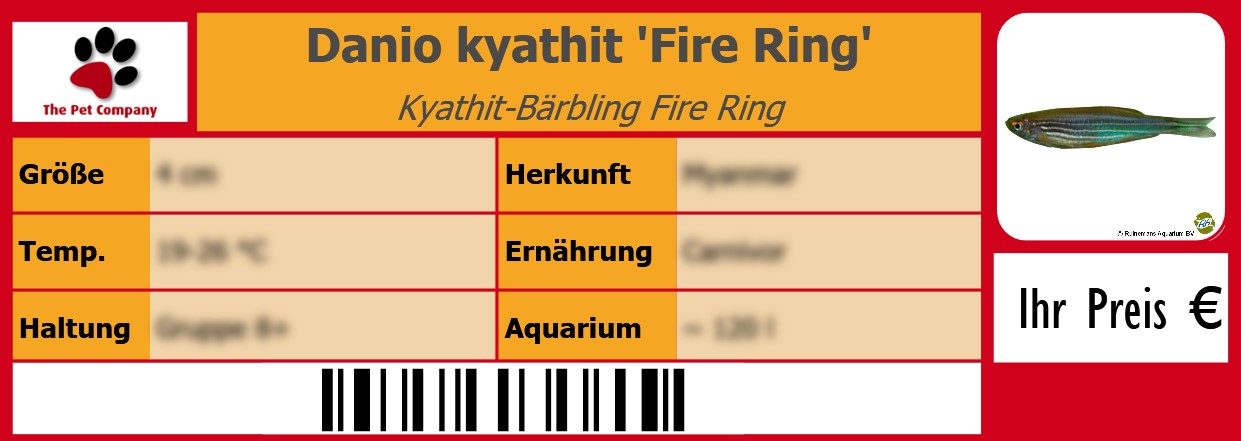 Danio kyathit 'Fire Ring' Kyathit-Bärbling Fire Ring 105 x 38 mm