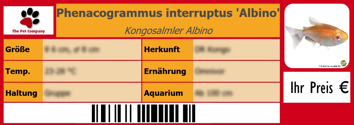 Phenacogrammus interruptus 'Albino' Kongosalmler Albino 105 x 38 mm