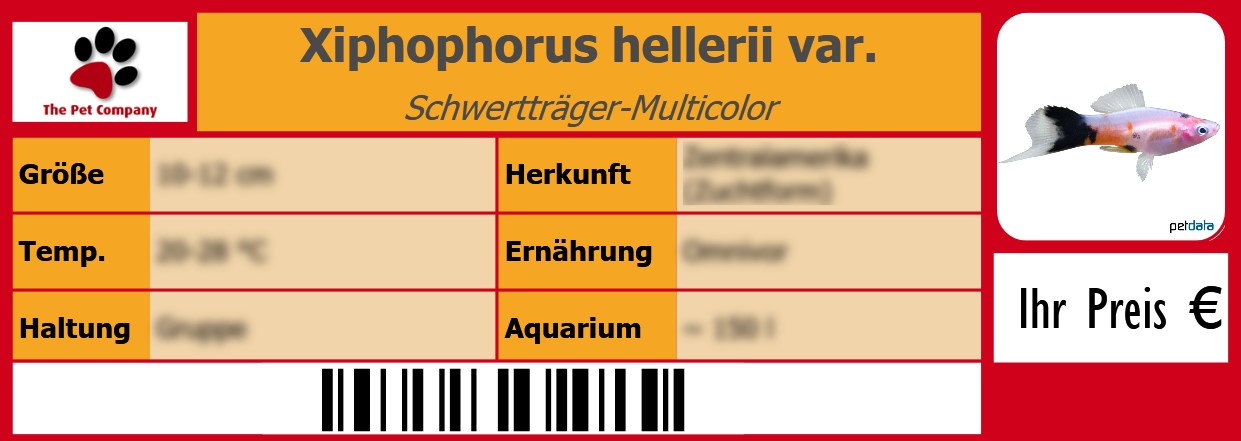 Xiphophorus hellerii var. Schwertträger-Multicolor 105 x 38 mm