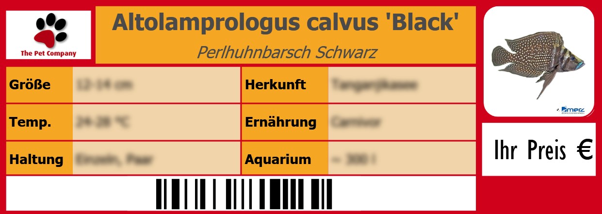 Altolamprologus calvus 'Black' Perlhuhnbarsch Schwarz 105 x 38 mm