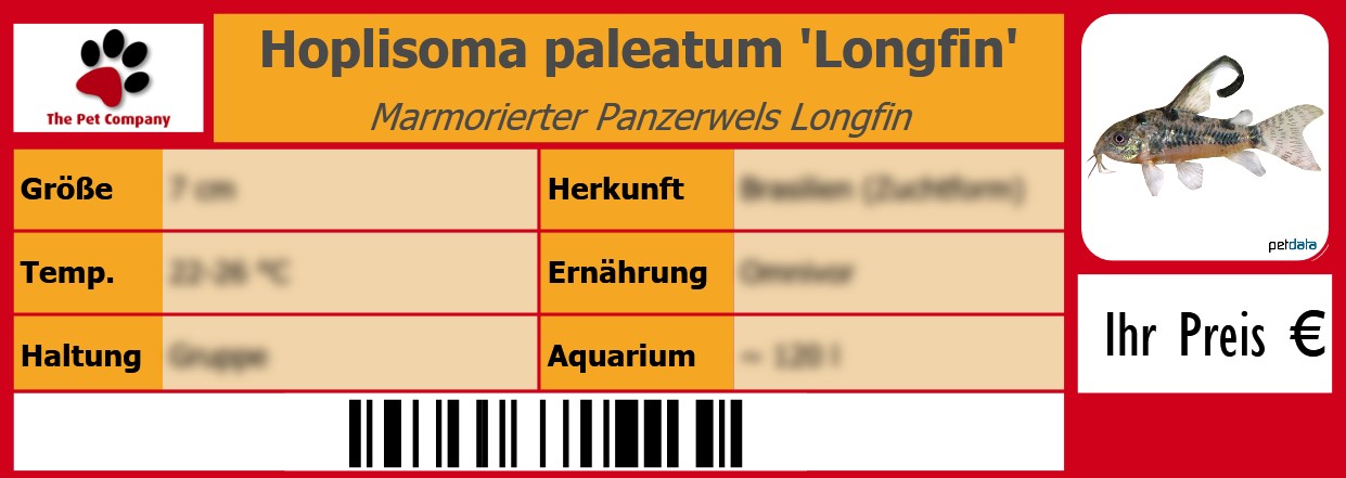 Hoplisoma paleatum 'Longfin' Marmorierter Panzerwels Longfin 105 x 38 mm