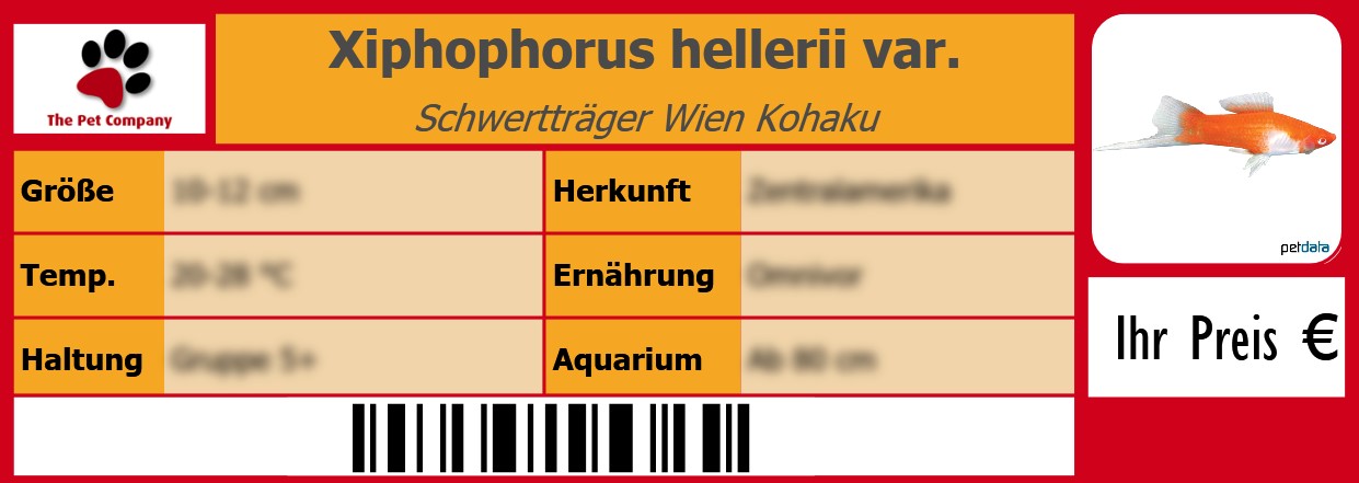 Xiphophorus hellerii var. Schwertträger Wien Kohaku 105 x 38 mm