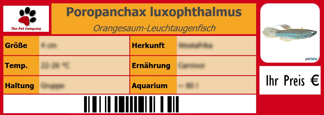 Poropanchax luxophthalmus Orangesaum-Leuchtaugenfisch 105 x 38 mm