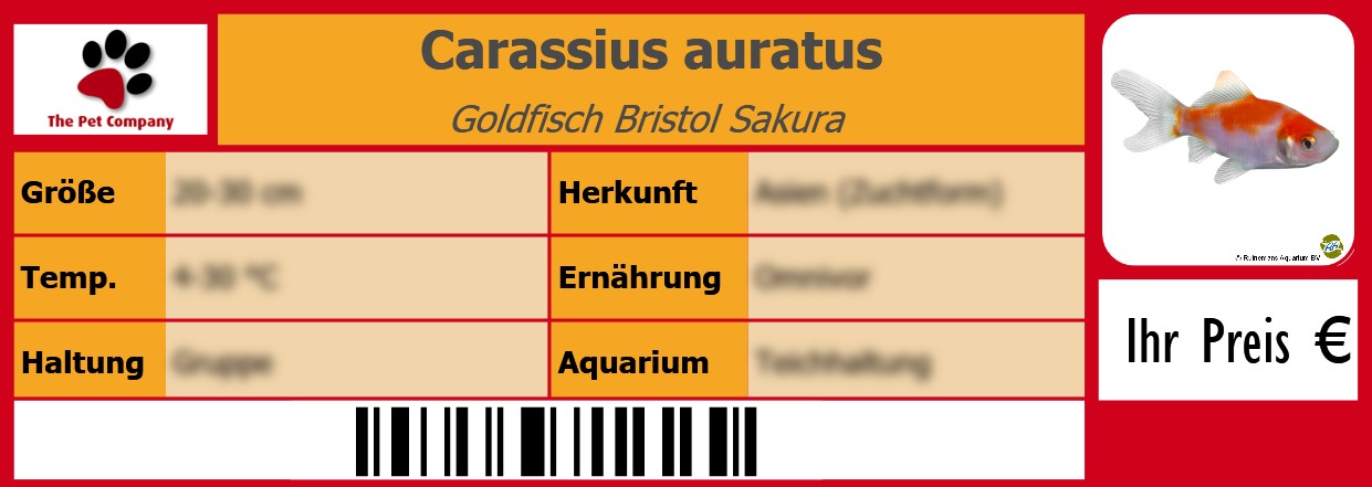 Carassius auratus Goldfisch Bristol Sakura  105 x 38 mm