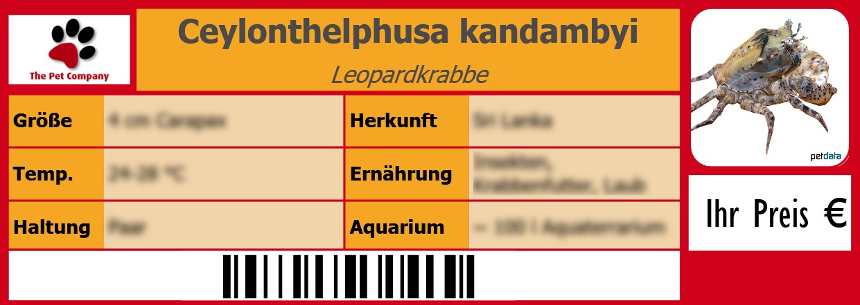 Ceylonthelphusa kandambyi Leopardkrabbe 105 x 38 mm