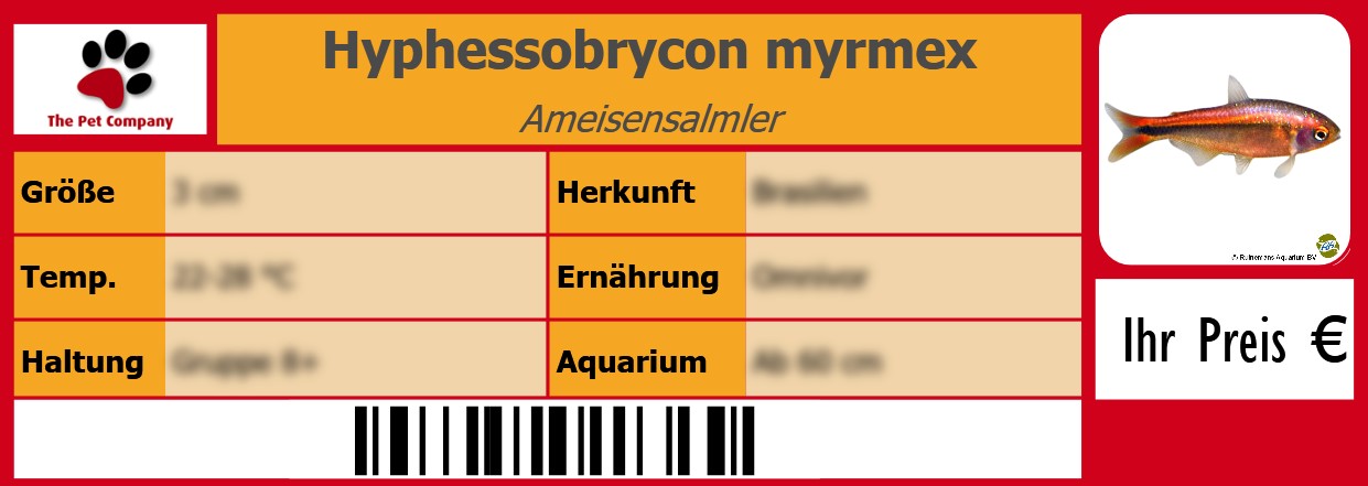 Hyphessobrycon myrmex Ameisensalmler 105 x 38 mm
