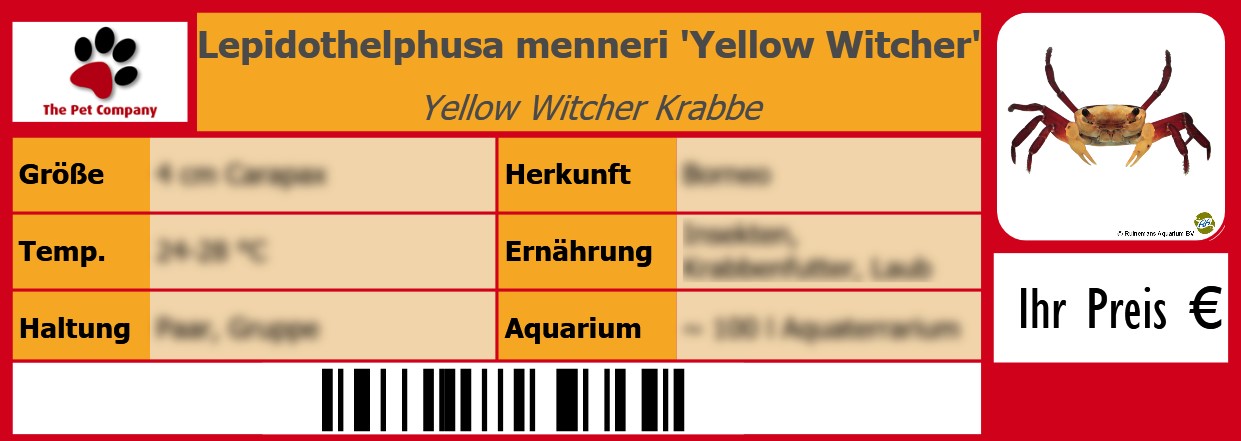Lepidothelphusa menneri 'Yellow Witcher' Yellow Witcher Krabbe 105 x 38 mm