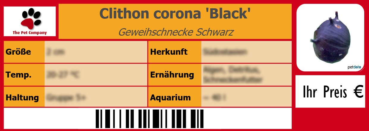 Clithon corona 'Black' Geweihschnecke Schwarz 105 x 38 mm