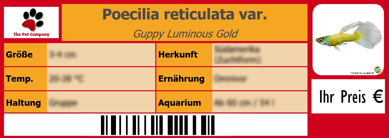 Poecilia reticulata var. Guppy Luminous Gold 105 x 38 mm