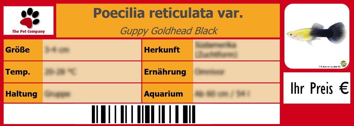 Poecilia reticulata var. Guppy Goldhead Black 105 x 38 mm