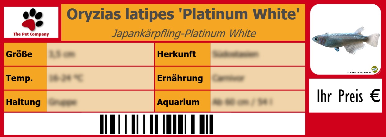 Oryzias latipes 'Platinum White' Japankärpfling-Platinum White 105 x 38 mm
