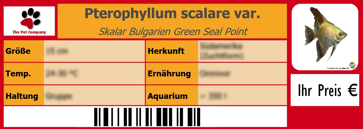 Pterophyllum scalare var. Skalar Bulgarien Green Seal Point 105 x 38 mm