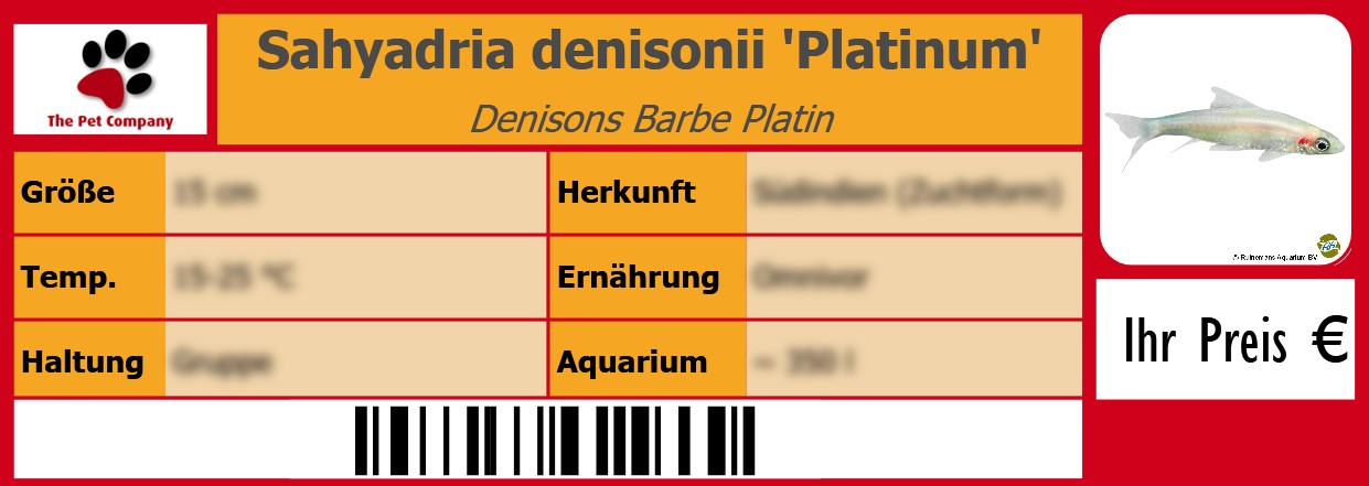 Sahyadria denisonii 'Platinum' Denisons Barbe Platin 105 x 38 mm