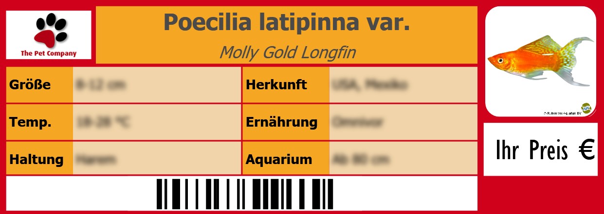 Poecilia latipinna var. Molly Gold Longfin 105 x 38 mm