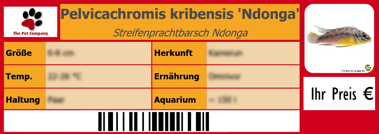 Pelvicachromis kribensis 'Ndonga' Streifenprachtbarsch Ndonga 105 x 38 mm