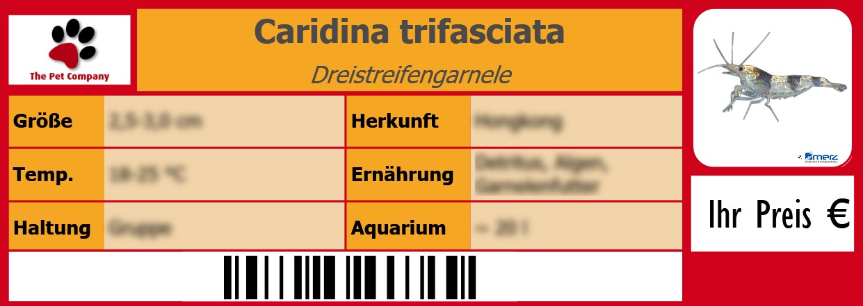 Caridina trifasciata Dreistreifengarnele 105 x 38 mm