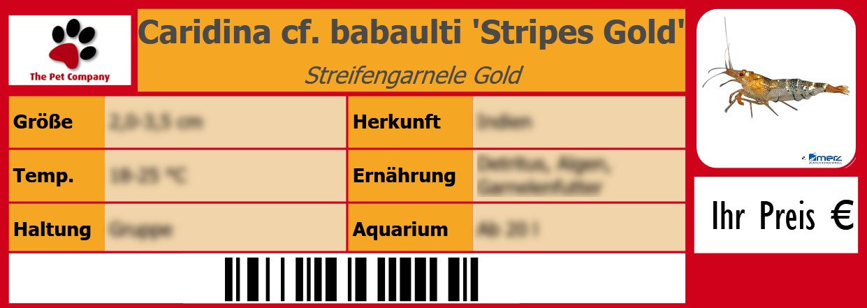 Caridina cf. babaulti 'Stripes Gold' Streifengarnele Gold 105 x 38 mm