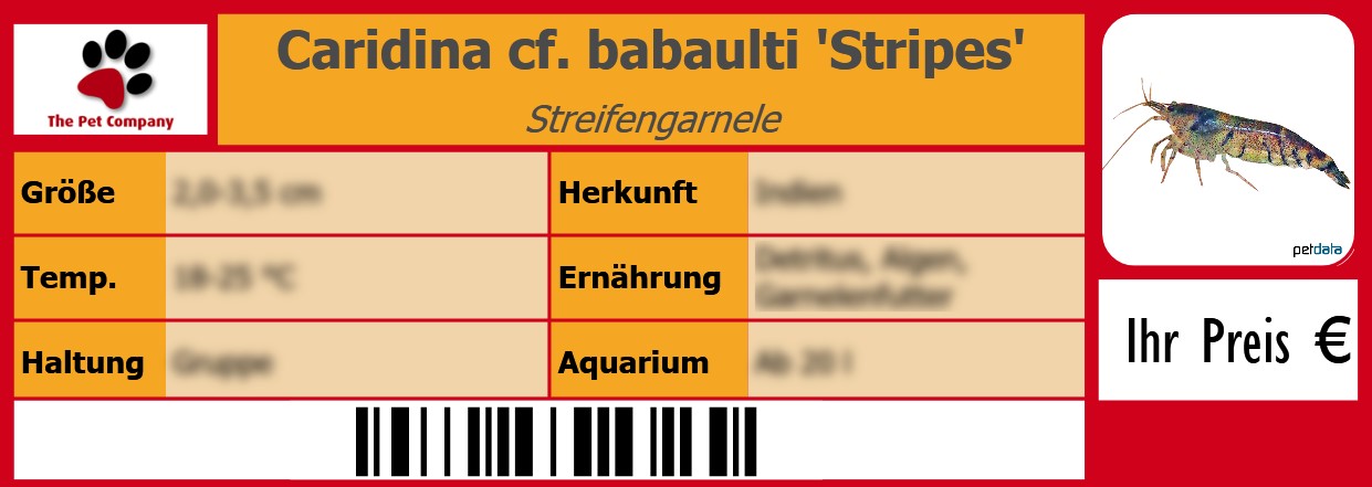 Caridina cf. babaulti 'Stripes' Streifengarnele 105 x 38 mm