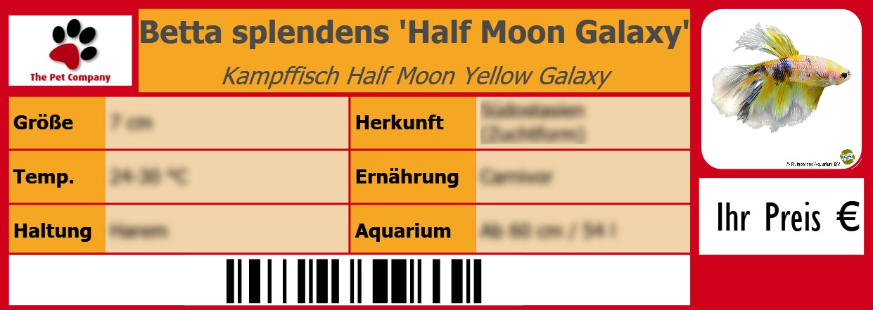 Betta splendens 'Half Moon Galaxy' Kampffisch Half Moon Yellow Galaxy 105 x 38 mm
