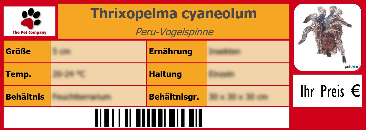 Thrixopelma cyaneolum Peru-Vogelspinne 105 x 38 mm