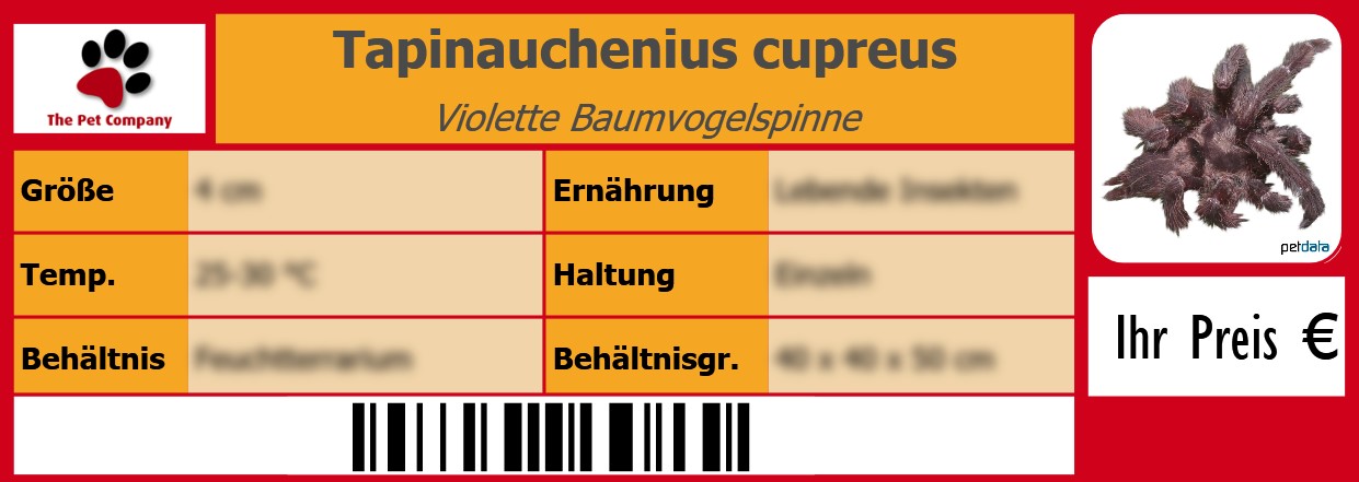 Tapinauchenius cupreus Violette Baumvogelspinne 105 x 38 mm
