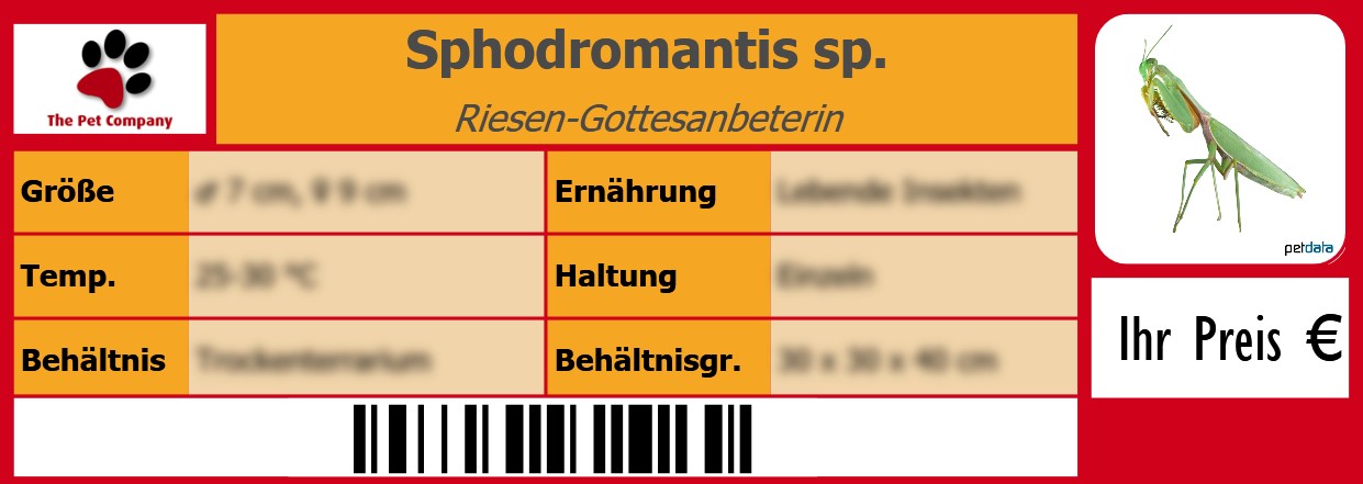 Sphodromantis sp. Riesen-Gottesanbeterin 105 x 38 mm