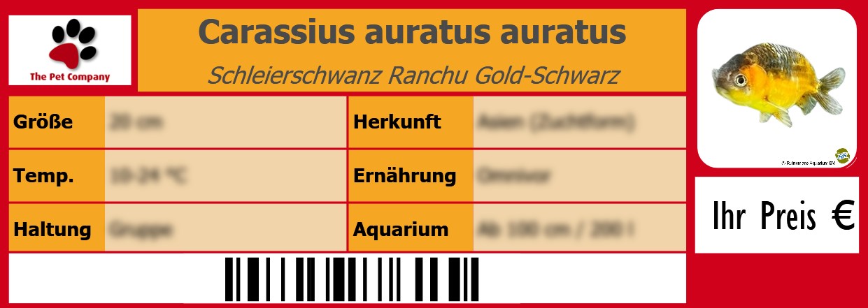 Carassius auratus auratus Schleierschwanz Ranchu Gold-Schwarz 105 x 38 mm