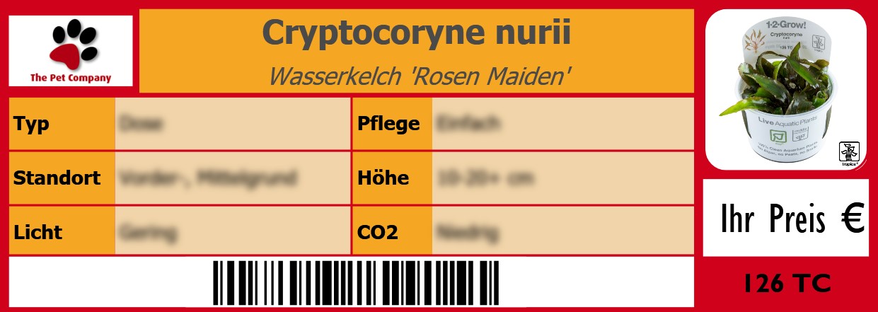 Cryptocoryne nurii Wasserkelch 'Rosen Maiden' 105 x 38 mm