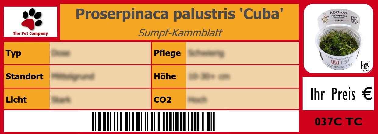 Proserpinaca palustris 'Cuba' Sumpf-Kammblatt 105 x 38 mm