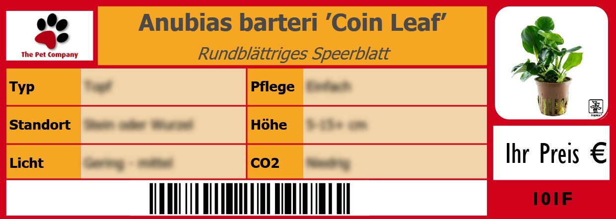 Anubias barteri ’Coin Leaf’ Rundblättriges Speerblatt 105 x 38 mm