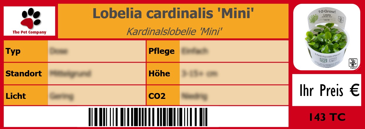 Lobelia cardinalis 'Mini' Kardinalslobelie 'Mini' 105 x 38 mm