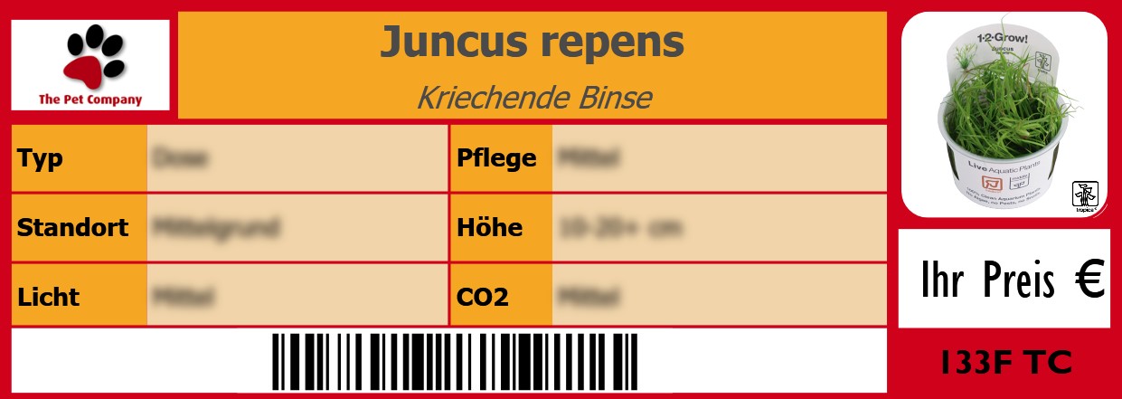 Juncus repens Kriechende Binse 105 x 38 mm