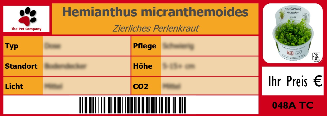 Hemianthus micranthemoides Zierliches Perlenkraut 105 x 38 mm
