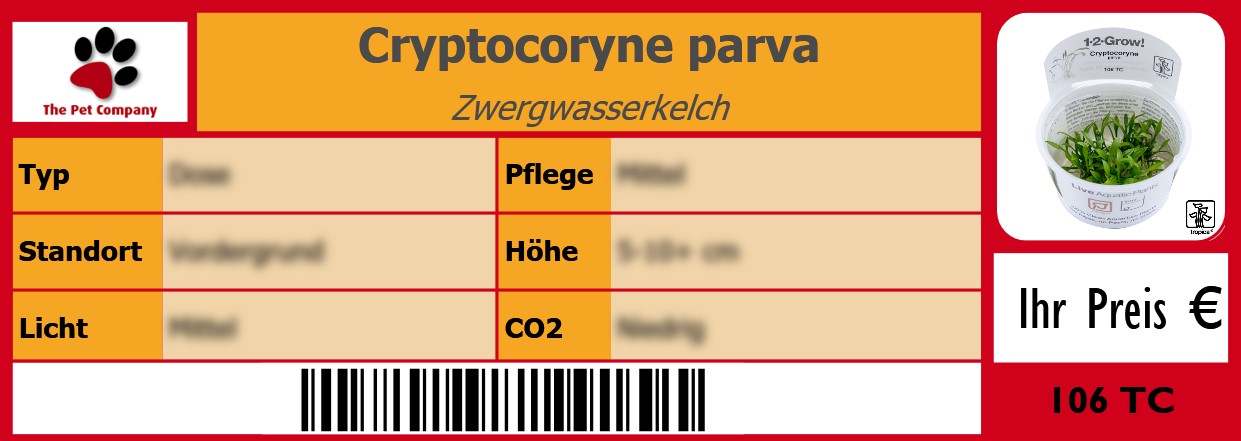 Cryptocoryne parva Zwergwasserkelch 105 x 38 mm
