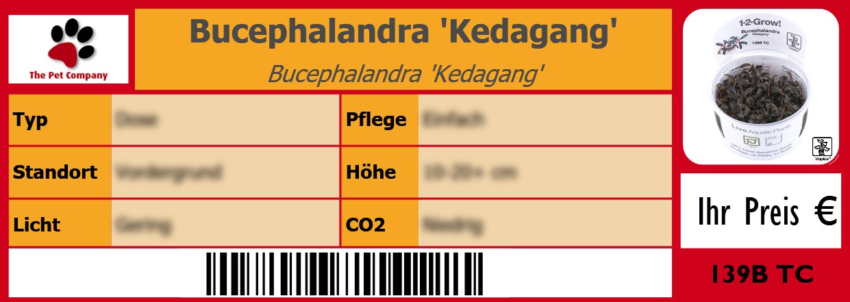 Bucephalandra 'Kedagang' Bucephalandra 'Kedagang' 105 x 38 mm