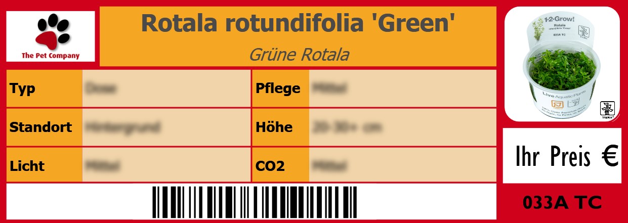 Rotala rotundifolia 'Green' Grüne Rotala 105 x 38 mm