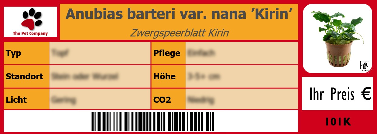 Anubias barteri var. nana ’Kirin’ Zwergspeerblatt Kirin 105 x 38 mm