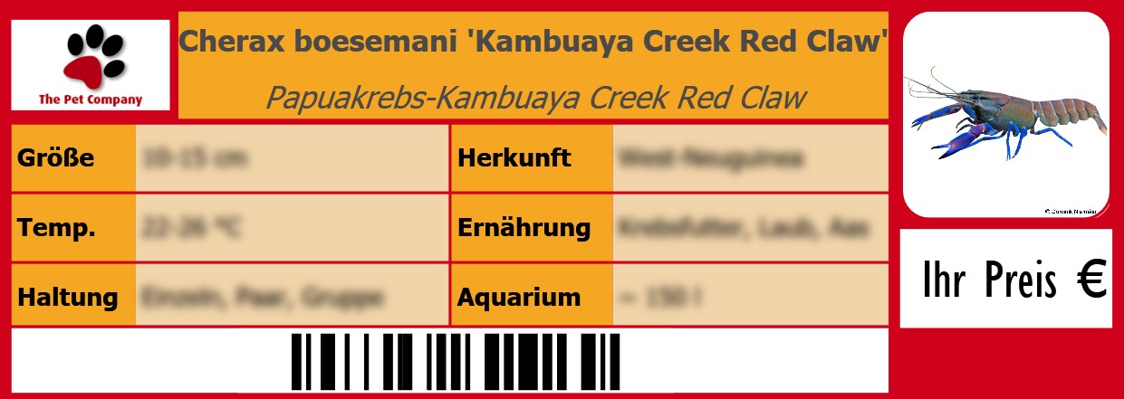 Cherax boesemani 'Kambuaya Creek Red Claw' Papuakrebs-Kambuaya Creek Red Claw 105 x 38 mm