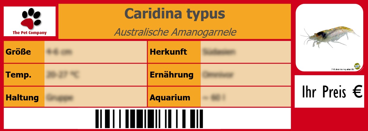 Caridina typus Australische Amanogarnele 105 x 38 mm