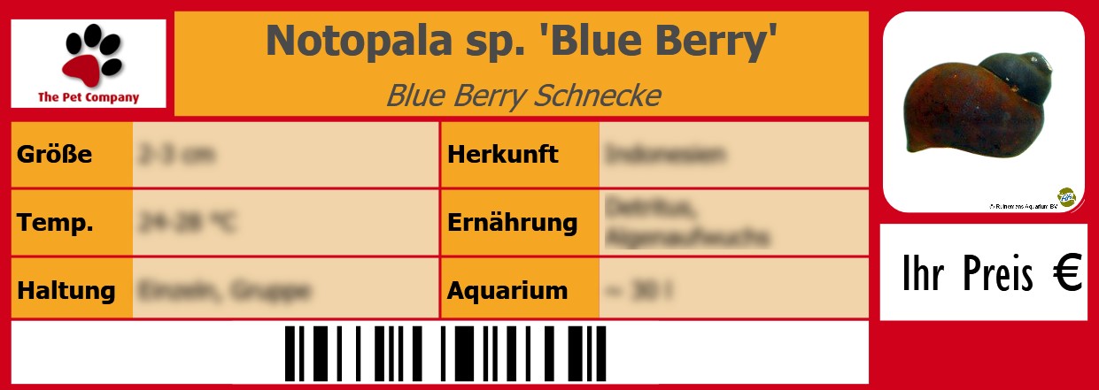 Notopala sp. 'Blue Berry' Blue Berry Schnecke 105 x 38 mm