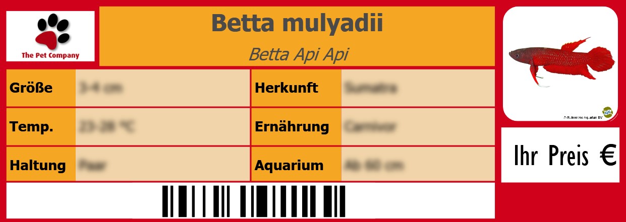 Betta mulyadii Betta Api Api 105 x 38 mm