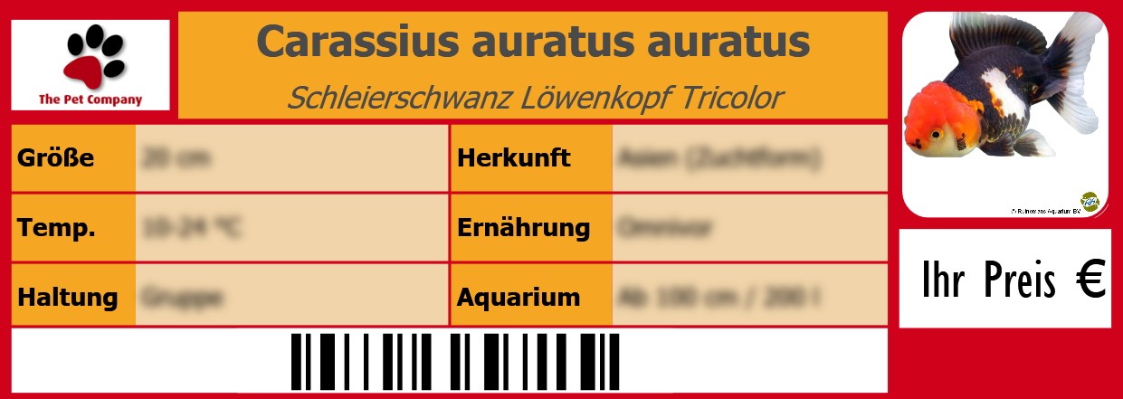 Carassius auratus auratus Schleierschwanz Löwenkopf Tricolor 105 x 38 mm