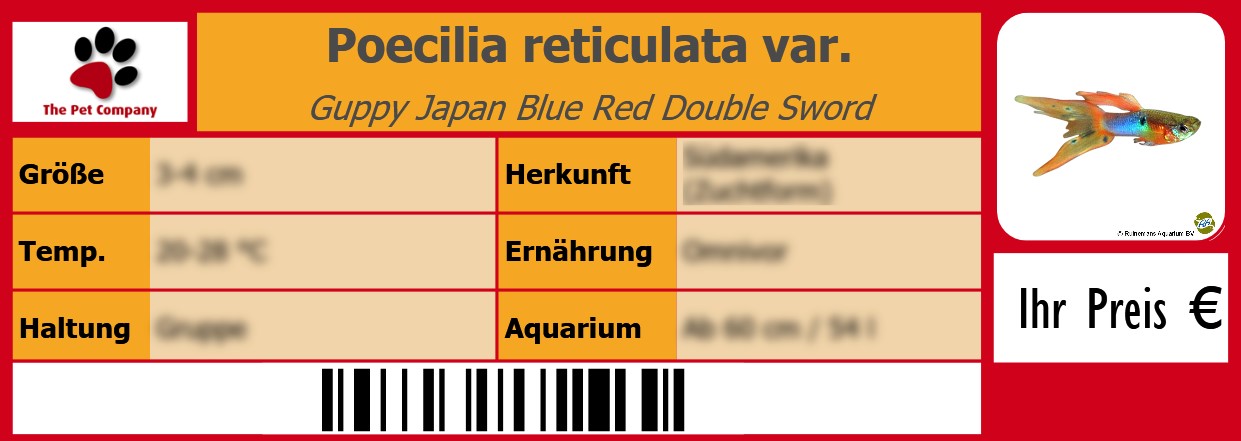 Poecilia reticulata var. Guppy Japan Blue Red Double Sword 105 x 38 mm