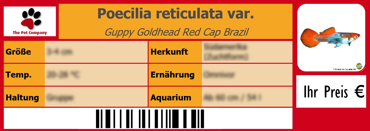 Poecilia reticulata var. Guppy Goldhead Red Cap Brazil 105 x 38 mm
