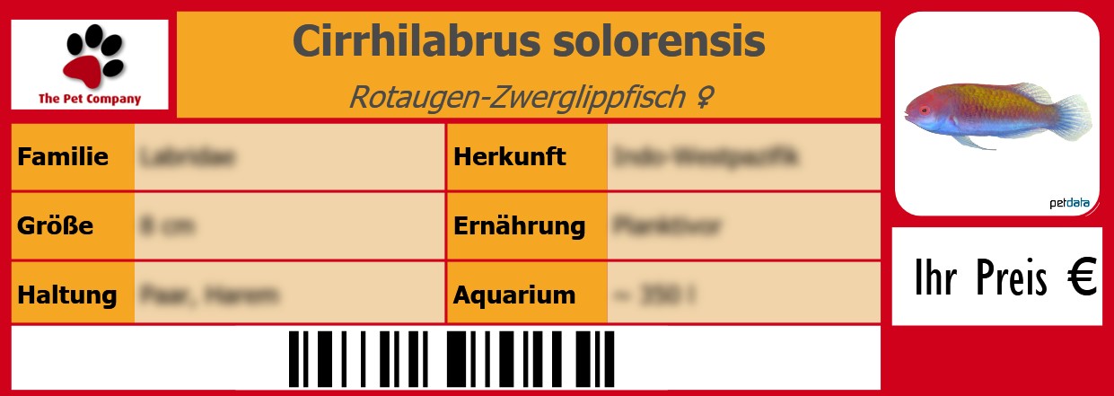 Cirrhilabrus solorensis Rotaugen-Zwerglippfisch ♀ 105 x 38 mm