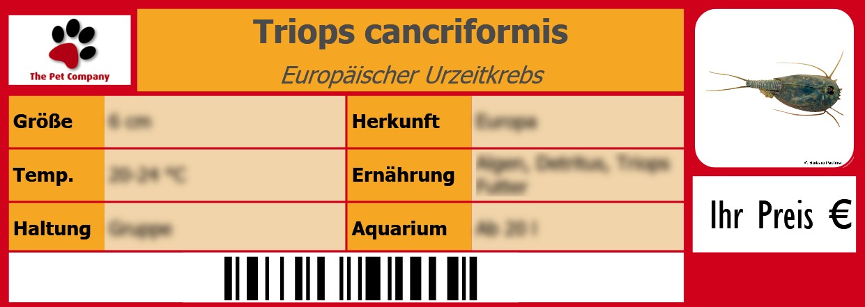 Triops cancriformis Europäischer Urzeitkrebs 105 x 38 mm