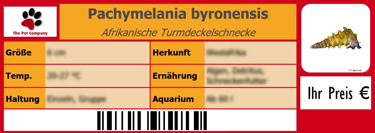 Pachymelania byronensis Afrikanische Turmdeckelschnecke 105 x 38 mm