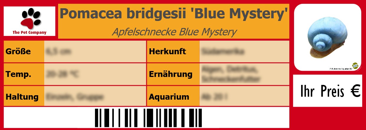 Pomacea bridgesii 'Blue Mystery' Apfelschnecke Blue Mystery 105 x 38 mm