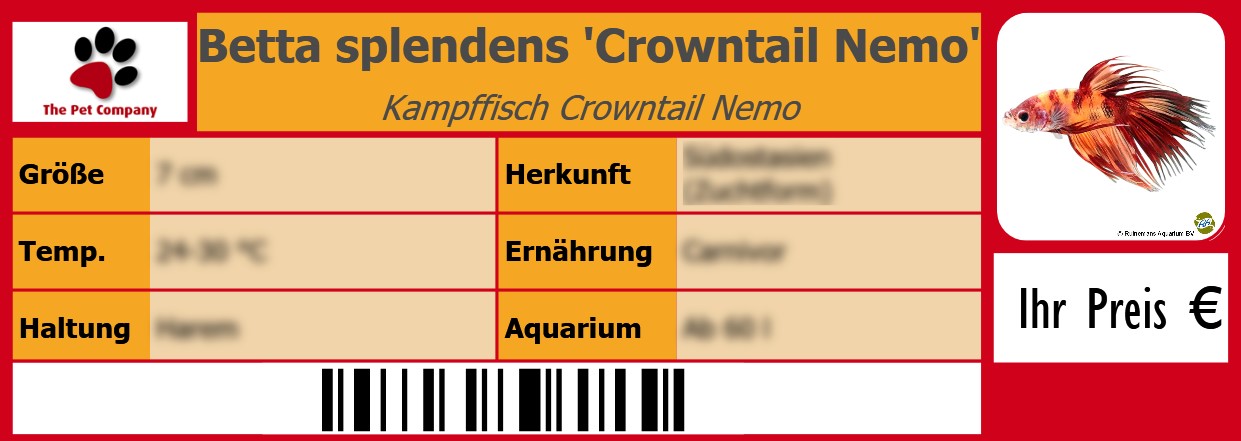 Betta splendens 'Crowntail Nemo' Kampffisch Crowntail Nemo 105 x 38 mm