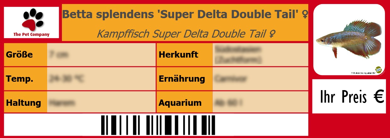 Betta splendens 'Super Delta Double Tail' ♀ Kampffisch Super Delta Double Tail ♀ 105 x 38 mm